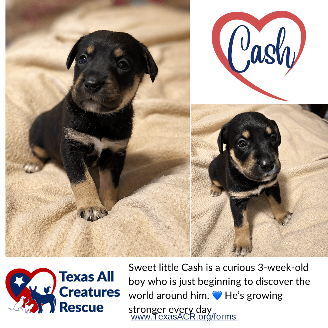 Cash