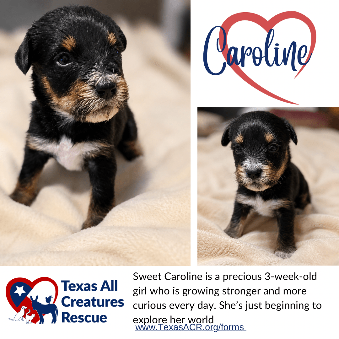 Caroline