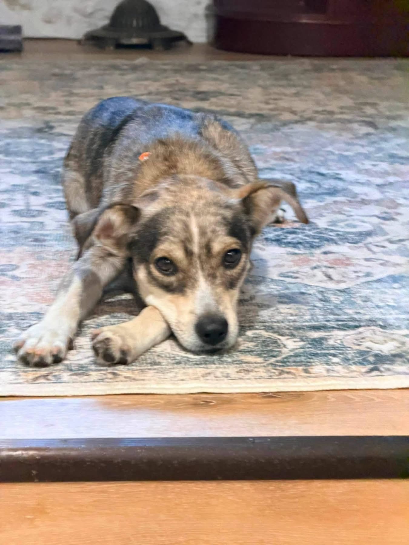 Ringo