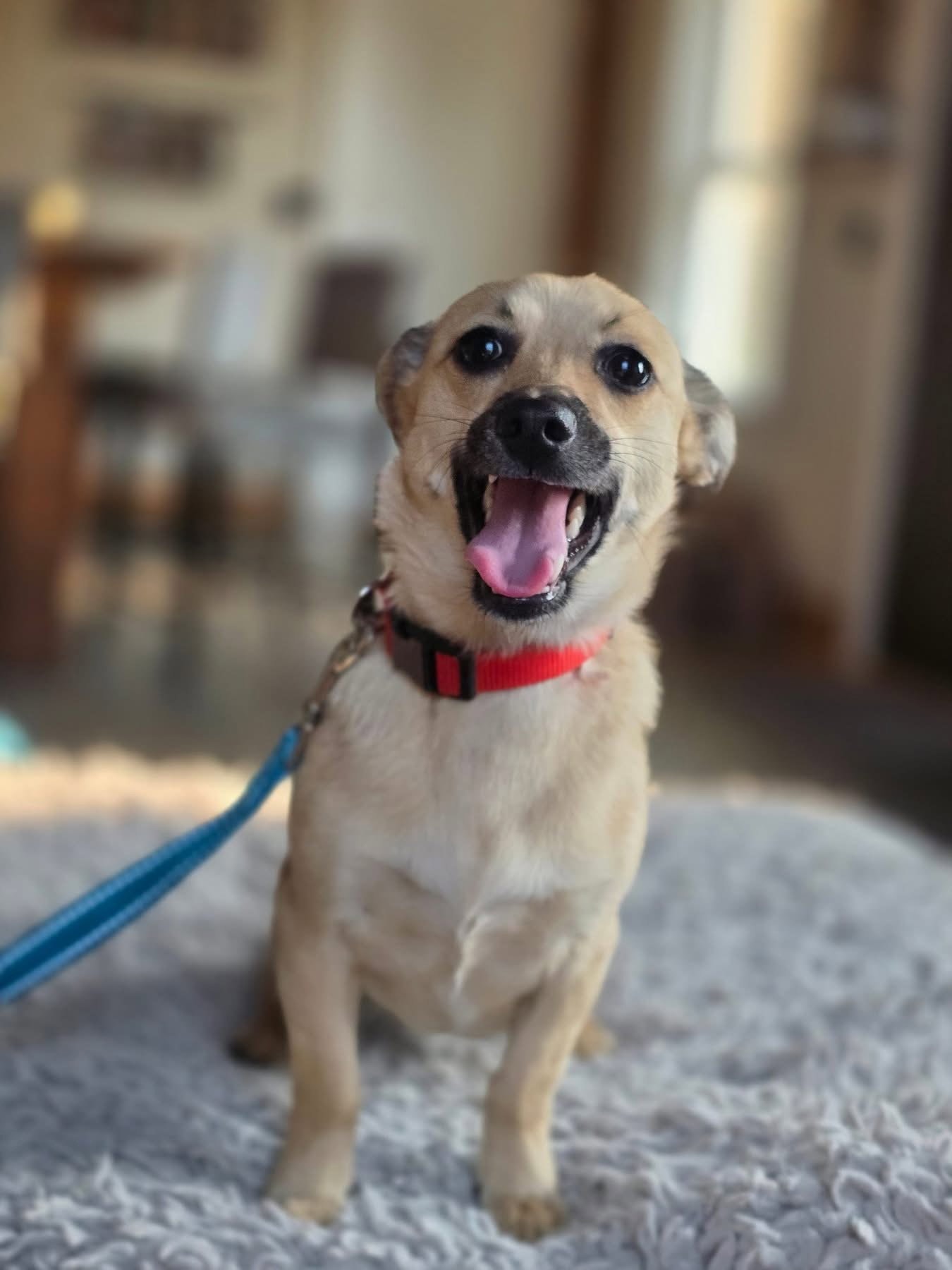 Scout
