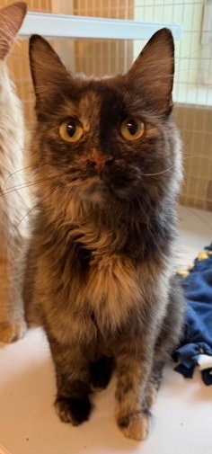 Brandy Available