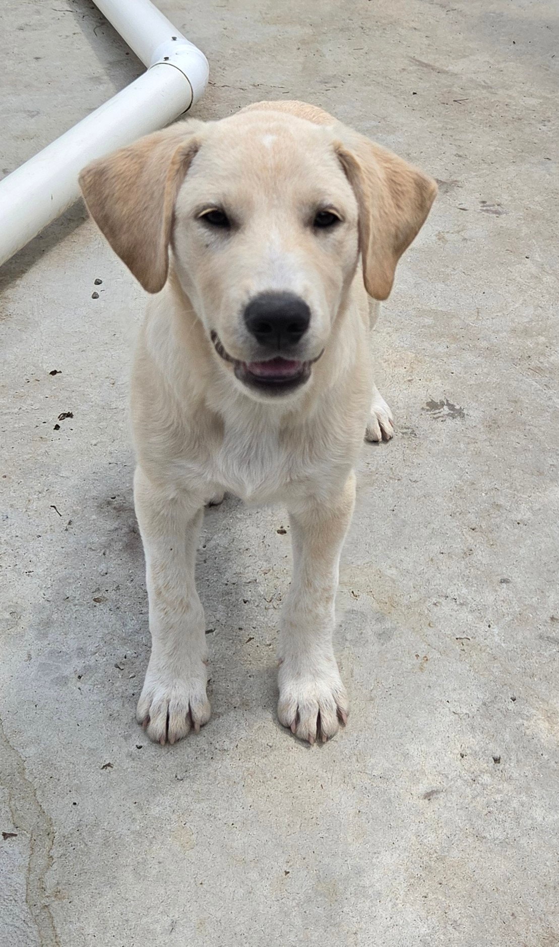 Iggy