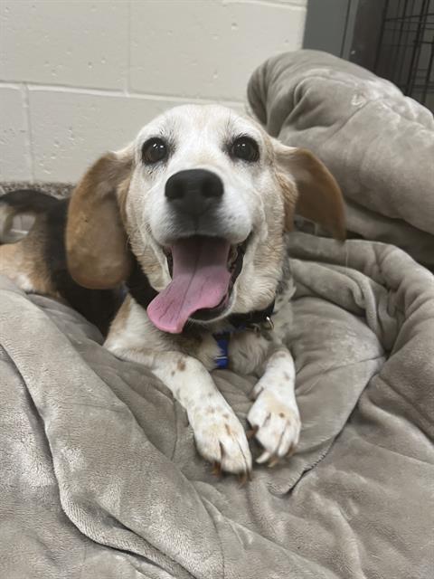 Bella