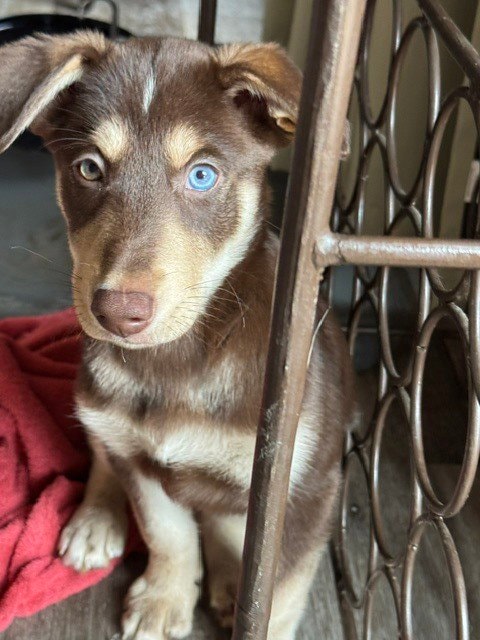 Cinnamon