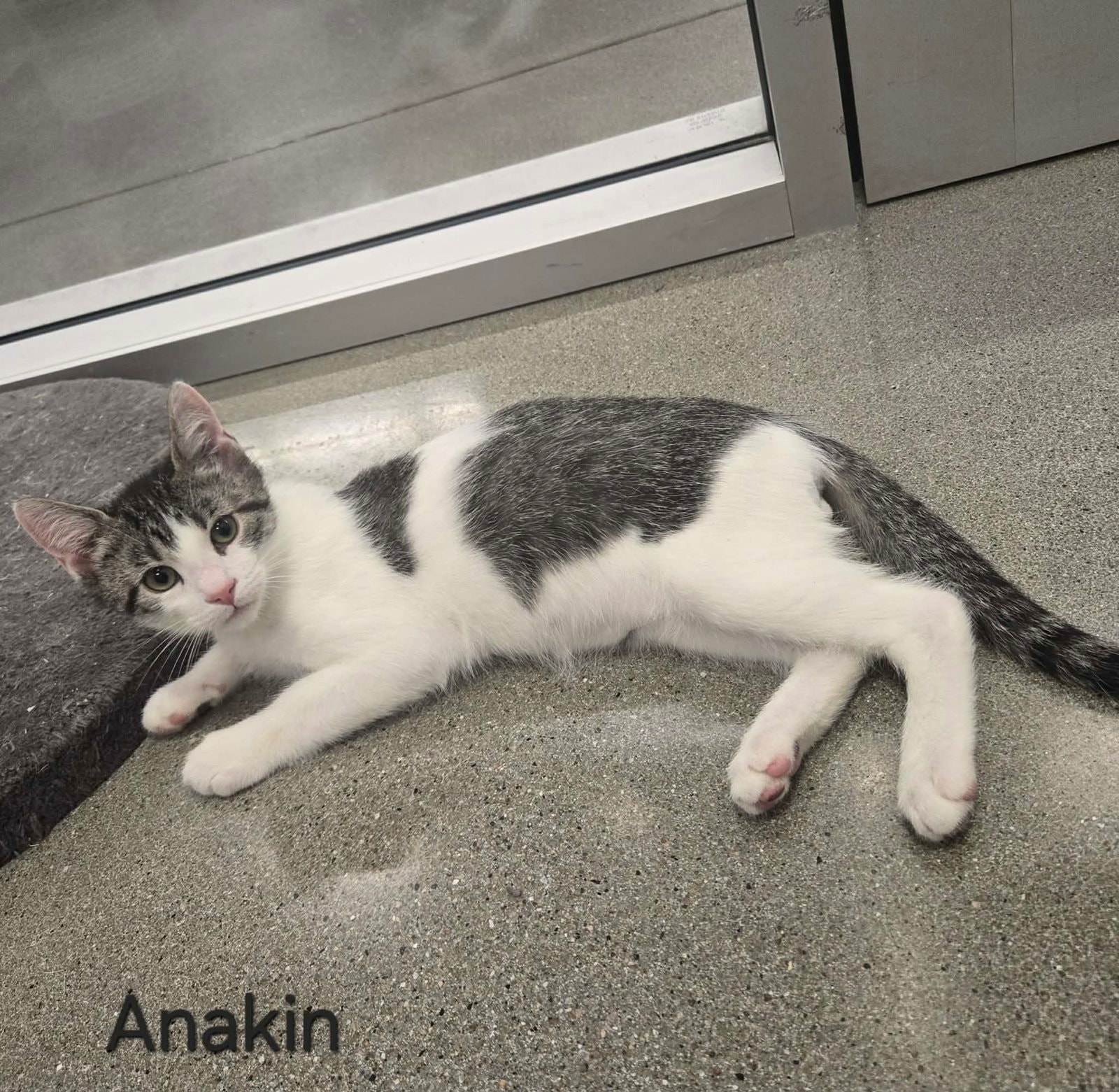 Anakin