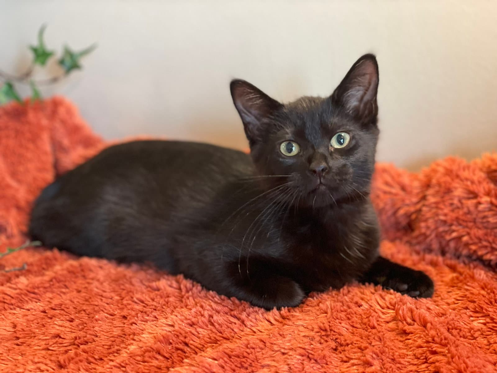 Kitkat - Domestic Short Hair