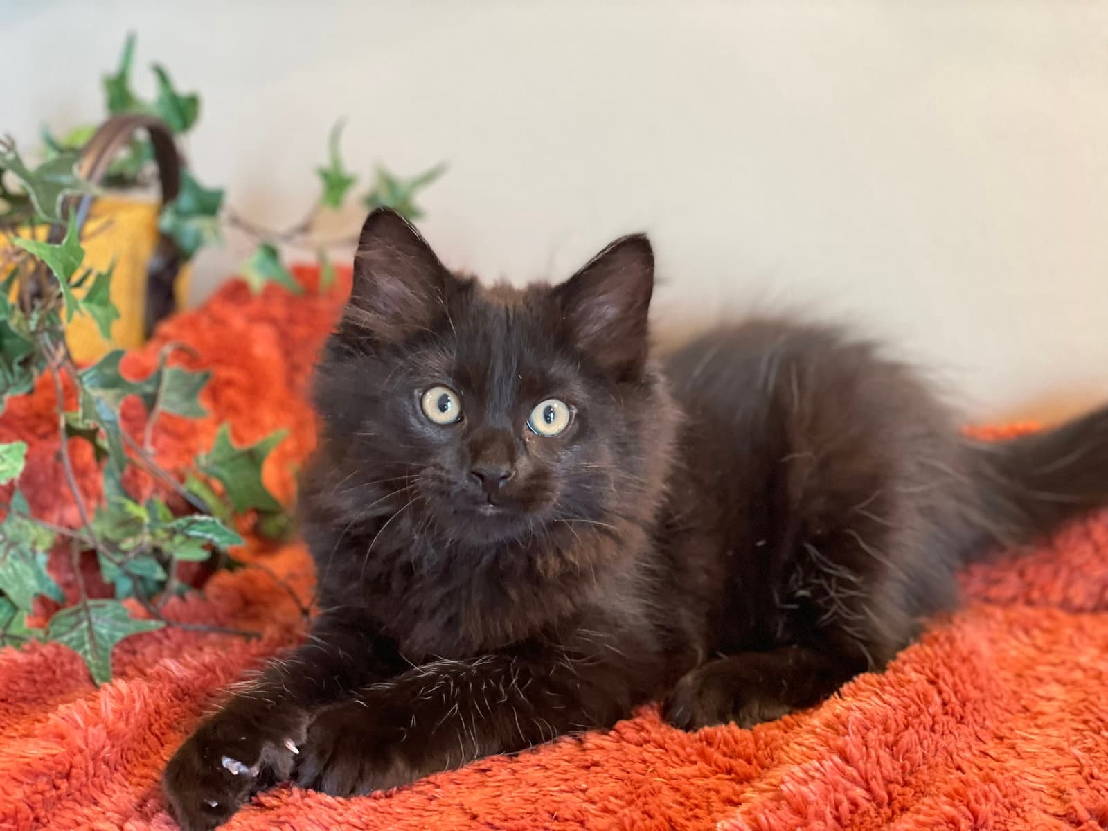 Stormy - Domestic Long Hair