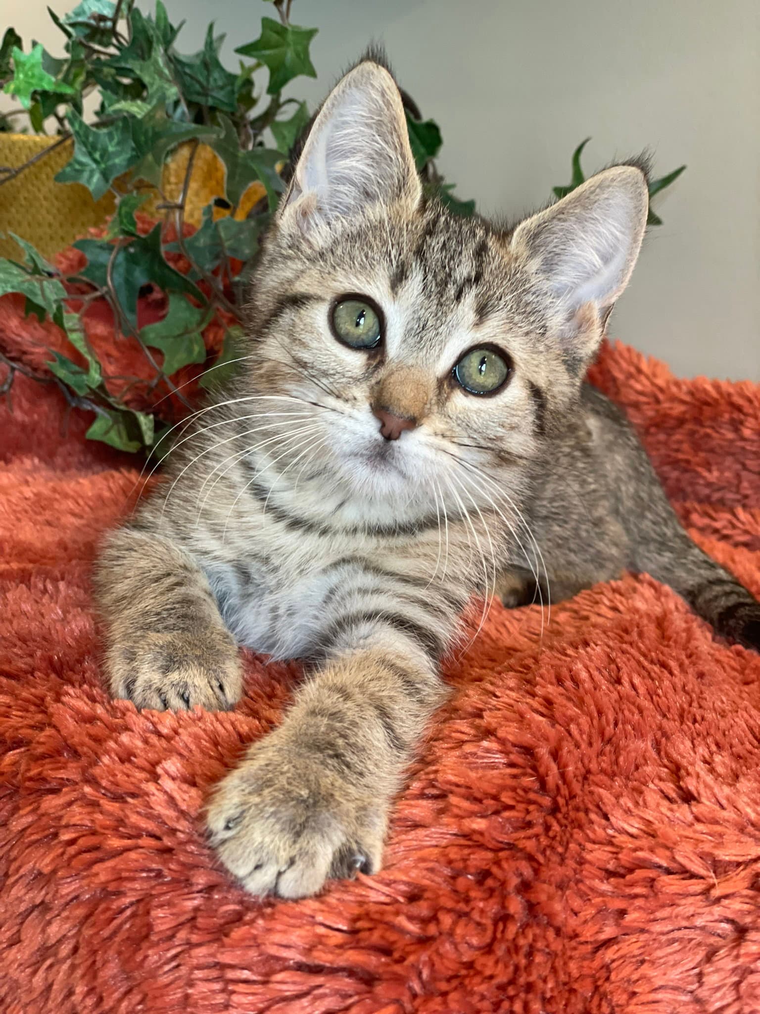 Beau - Tabby