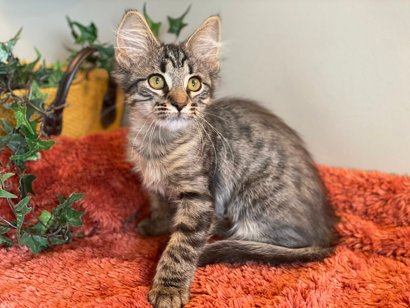 Breezy - Tabby