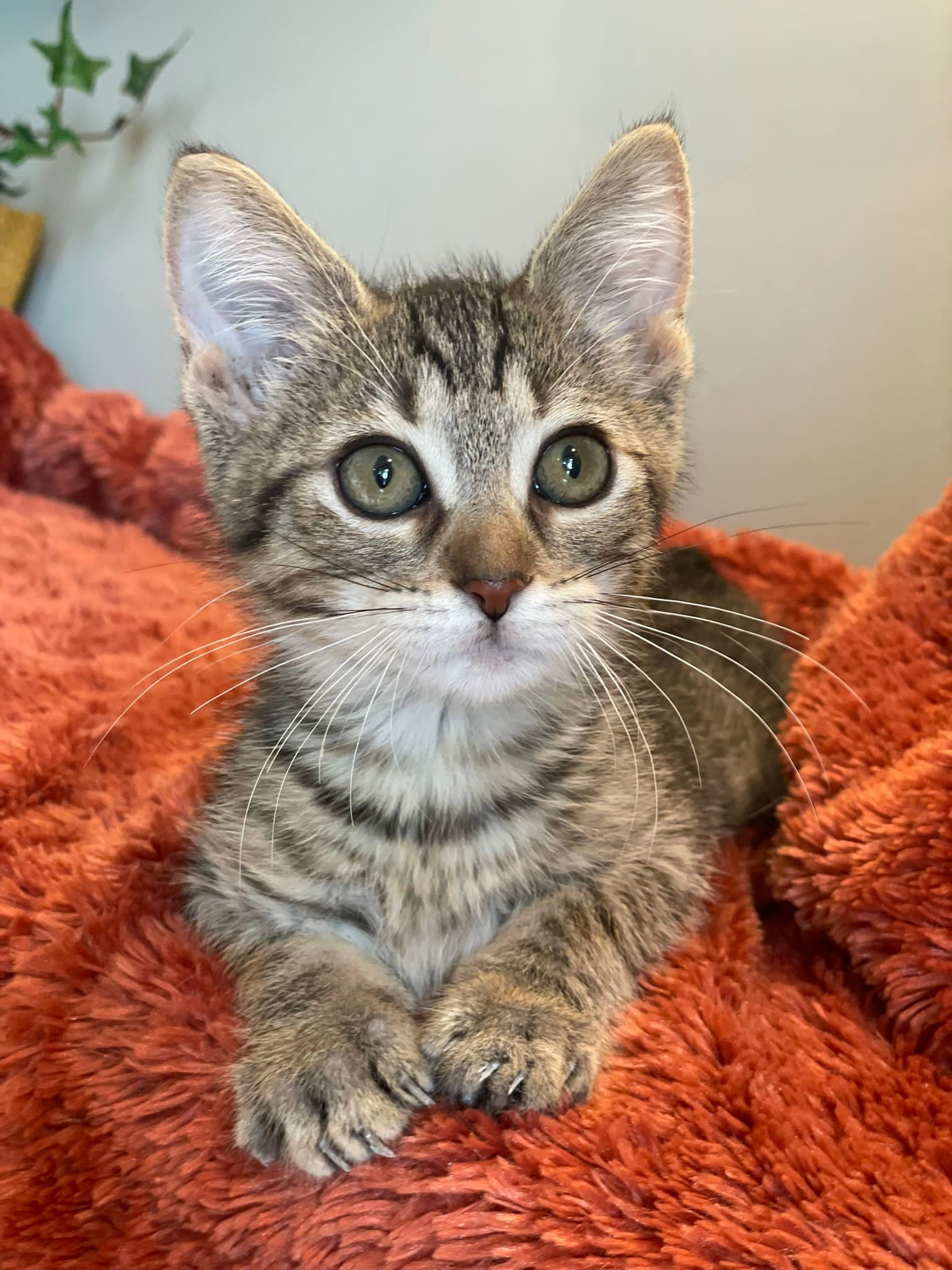 Bentley - Tabby